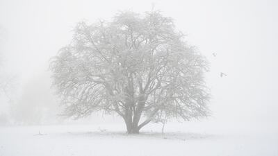 Wood pigeons fly from a tree in a snow-covered field in the Kent Downs as temperatures plummet to -10°C in parts of the UK. Getty Images