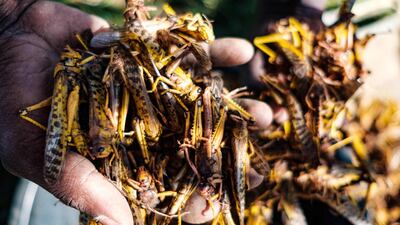 A resident holds locusts in their hand in Nakaprit, Uganda. AFP
