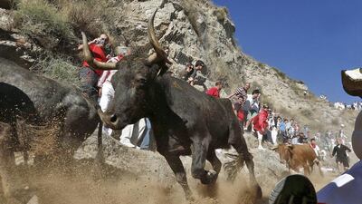 Several bulls chase runners during the last day of Pilon bull runs in Falces, Navarra, northern Spain. Jesus Diges / EPA