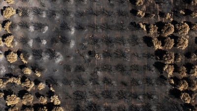 Burnt trees in an olive grove following a wildfire in the village of Dikella, west of Alexandroupolis, Greece. All photos: Bloomberg