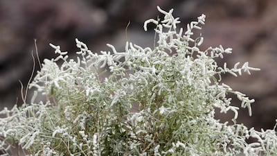 Desert cotton (Aerva javanica) grows in Wadi Showka, in the south of Ras al Khaimah. Chris Whiteoak / The National