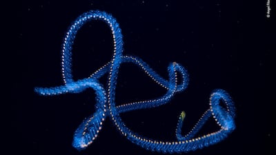 Ocean’s signature by Angel Fitor, Spain. Angel took this image in the waters off of Alicante, Spain. Immersed in a strong current, an otherwise slightly undulating salp chain twists and turning forming whimsical shapes. Salps move by contracting, which pumps water through their gelatinous bodies. Angel Fitor / Wildlife Photographer of the Year