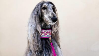 Vasya the Afghan hound: The Reading Dog with the best hair! Afghan hounds are often referred to as dignified but happy and clownish when playing, all traits which make children fall in love with them. Vasya is extremely calm meaning he's perfect for even the most nervous children. Reem Mohammed / The National