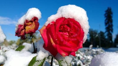 A snow-covered rose in Denver. The picture was taken using the Nokia Lumia 1020. Jack Dempsey / Invision for Nokia / AP Images