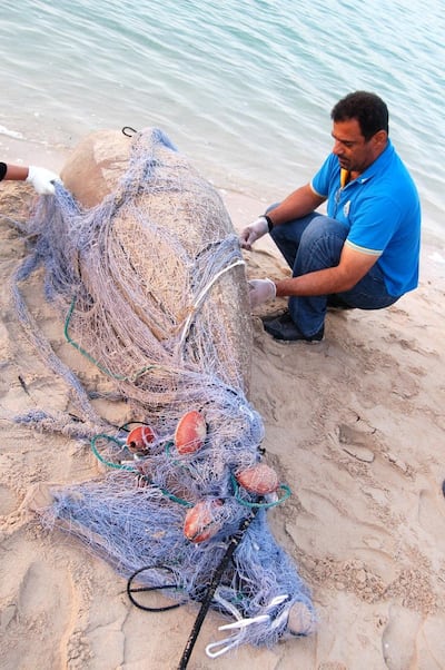 Twenty dugongs were found dead in Abu Dhabi in 2018. Courtesy EAD