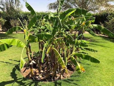 A banana tree at the Sharjah Islamic Botanical Garden