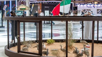 Houbaras on display at Adihex. Victor Besa / The National