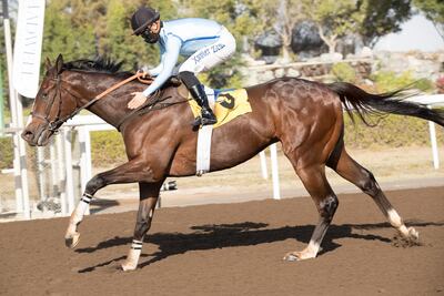 Blown By Wind, pictured winning the Jebel Ali Mile in January, is due to be running in the Al Maktoum Challenge Round-2 on Thursday. Courtesy Dubai Horse Racing Information Centre