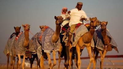 Competitors with their camels at last year's Al Dhafra festival south of Madinat Zayed.