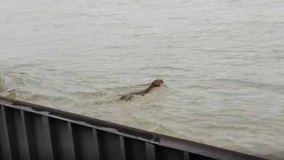 A screengrab from a video shows a tiger trying to cross the Ghaghra river near barrage gates, in India's northern Uttar Pradesh state. Photo: Akash Deep Badhawan