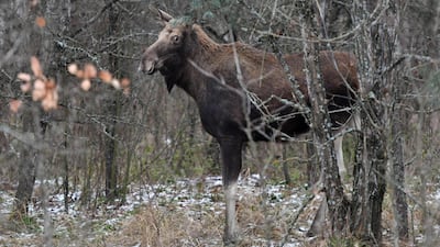 An elk is seen alongside a road from Pripyat to Chernobyl. AFP