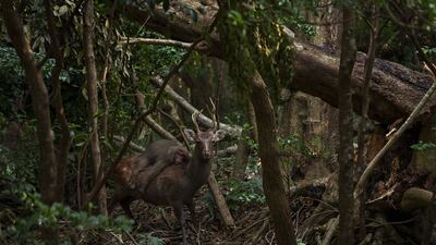 Forest rodeo by Atsuyuki Ohshima, from Japan, which has been Highly Commended in the Behaviour: Mammals category. Atsuyuki Ohshima / Wildlife Photographer of the Year / PA