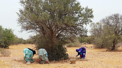 Amazigh women collect dried argan fruit in Tiout. Reuters