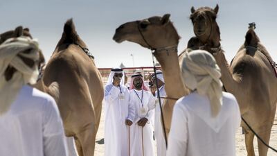 Judges assessing camels for their beauty on the opening day of Al Dhafra Festival 2018. Reem Mohammed / The National