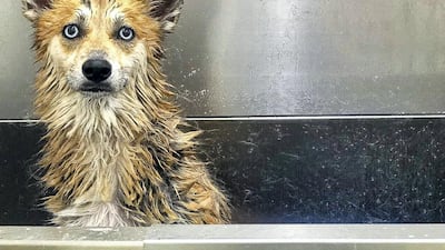 Luna gets a wash. Courtesy Howl & Growl