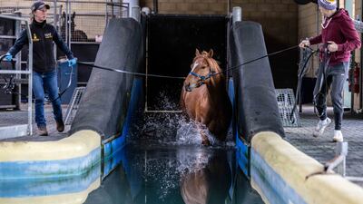 Water training for the horses at Manor House Stables.