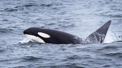 A large bull Orca surfacing, Monterey, California, Pacific Ocean. Alamy