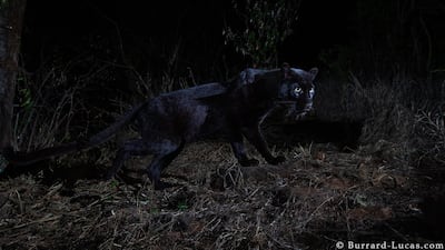Photographer Will Burrard-Lucas captured the most detailed pictures ever taken of a the rare African black panther. Courtesy @willbl