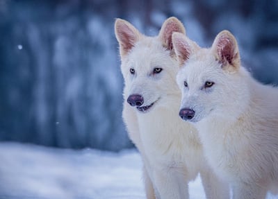 Colossal Biosciences recently announced it had created three pure white canines that represented a revival of the dire wolf, which became extinct about 13,000 years ago. Photo by Colossal Biosciences / AFP