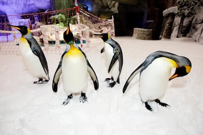 Ski Dubai at Mall of the Emirates has a 'professor penguin; programme for school pupils that encourages conservation. Sarah Dea / The National