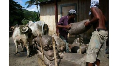 Cuban workers pile up sacks of coffee at a small warehouse in the Sierra Maestra. A US diplomatic memorandum published by the website WikiLeaks describes leadership indecision on the island.