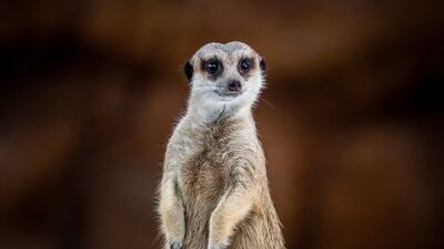 The meerkat is a familiar zoo favourite. AFP