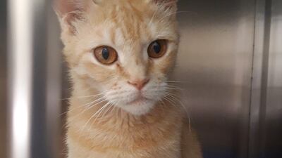 Karim is a ginger domestic short hair male