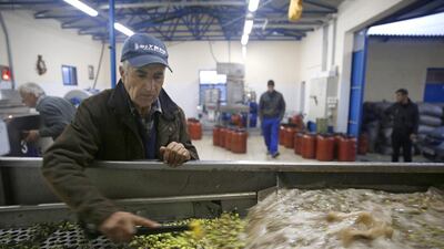 Konstantinos Vasilopoulos operates a machine that washes olives at his family-owned olive oil business in Velanidi, west of Athens. Petros Giannakouris / AP Photo