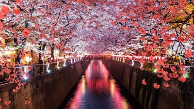 Sakura blossoms hang over the Meguro River as it flows through Tokyo. Photo: Sora Sagano / Unsplash