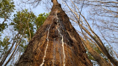 Rubber sap drips from a tree on a rubber plantation in Rayong, Thailand. The sap is collected during the early hours of the morning when the temperature is usually lowest. Paula Bronstein / Getty Images