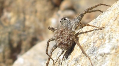 A female Wadicosa arabica wolf spider with spiderlings on her abdomen. Photo by Gary Feulner