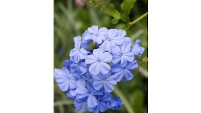 Cape leadwort. Getty Images / Gallo Images