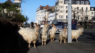 Goats are seen on a pavement in Llandudno, Wales. Authorities on February 19 relaxed parts of a strict lockdown that has been in effect since before Christmas. Reuters