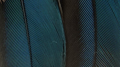 White-throated kingfisher.