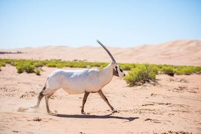 A conservation project for the Scimitar horned Oryx saw animals bred in the UAE released into a reserve in Chad last year.