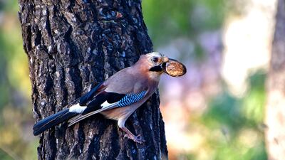 A Greek magpie bird holds in its beak a nut, at Nafplio, Peloponnese, Greece. EPA