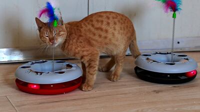 Once the dogs and cats have recovered, they are put up for adoption.