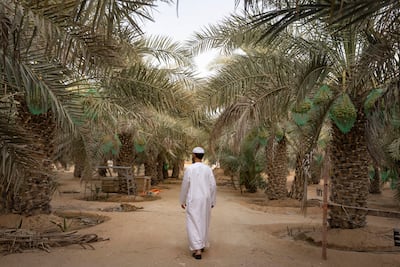 Ahmed AlFalahi at his tree-lined farm in Liwa Oasis. Antonie Robertson / The National