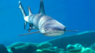 Whitetip reef sharks in the Arabian Gulf are in decline. Alamy