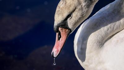 A swan picks water as it cleans its feathers at the Landwehr Canal in Germany. EPA