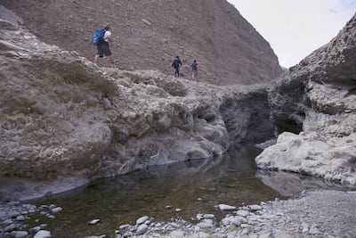 Arabian wildcats were discovered at Wadi Wurayah National Park. Photo: Sylvia Razgova