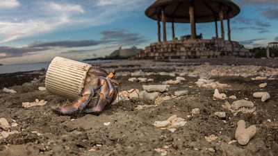 In Japan, a hermit crab mistakes a plastic bottle cap for a shell to protect its body. Courtesy Shawn Miller