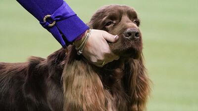 A cheeky pinch: A Sussex spaniel named Gunny takes part in the Sporting group competition. Reuters