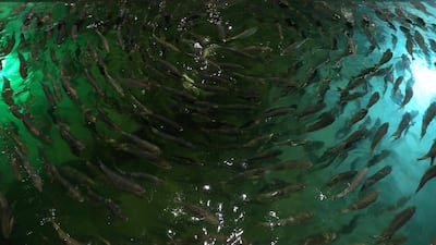 Hundreds of salmon swim inside one of the tanks at Fish Farm's base in Dubai. The company, which also produces hammour, sea bream, sea bass and shrimp, has 34 tanks at its Jebel Ali facility, four of which are used for salmon.