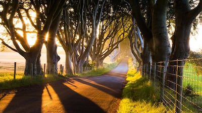 The row of 18th-century beech trees in the lane called the Dark Hedges featured as a section of the Kingsroad in season two of Game of Thrones. Getty Images