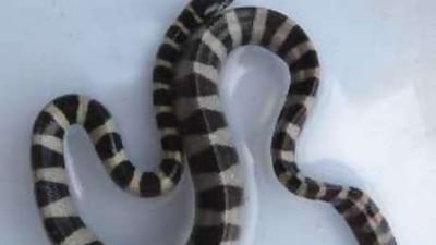 Sea snakes, which are poisonous. are common from November to February.