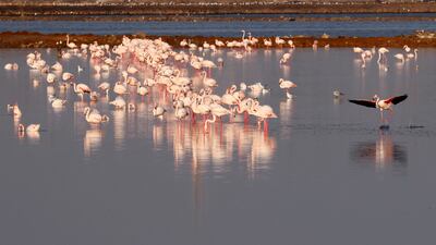 Flamingos at the Port Fouad Nature Reserve