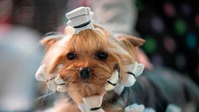 Curlers: A dog is prepared before participating in the 144th annual Westminster Kennel Club Dog Show on February 10, 2020. AFP