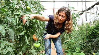 Elena Kinane, owner of Greenheart Organic Farms, shows the different types of tomatoes at her farm in Dhaid, Sharjah. Pawan Singh / The National