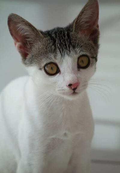 Jasmine is in good health after some TLC. Courtesy Lisa Knight